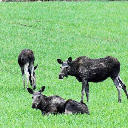 Feriehus 6 Person In Halden-by Traum *